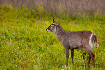 female of common waterbuck stands very close to the camera against the background of trees, looks into the camera in a national African park