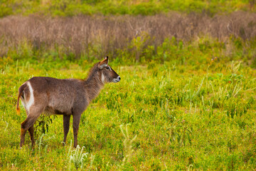 female of common waterbuck stands very close to the camera against the background of trees, looks into the camera in a national African park