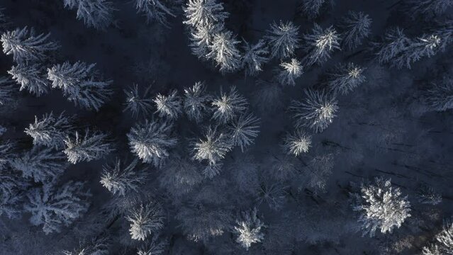 Mountain Lake "Synevir" Carpathian mountains. Aerial. Ukraine. Winter. Snow