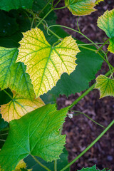 Early growth on grapevines with varigated leaves