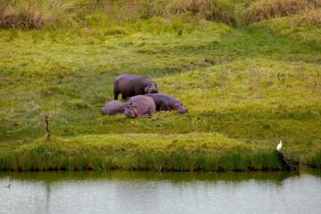 Little  heard of  hippos lies on the shore of a reservoir in the African reserve Tarangire, African...