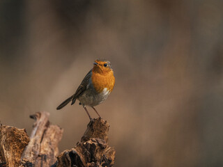 robin on a branch