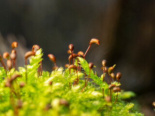 close up of a mushroom 