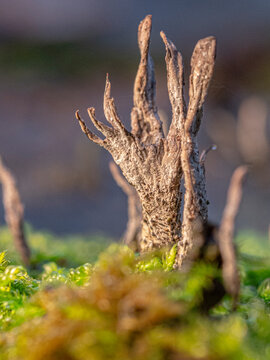 close up of a mushroom 