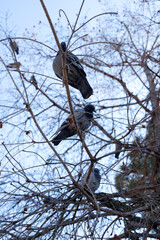 pigeons mounted on a tree at dusk