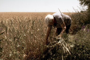 An old woman collects wheat. A farmer works in a field with wheat