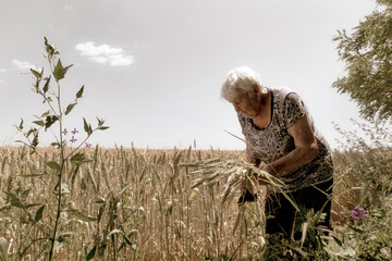 An old gray-haired woman collects wheat. Farmers in wheat fields