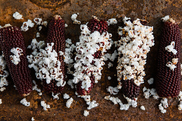 Popcorn corn cob. Multicolored corn texture. Organic farm bio vegetables. Autumn harvest