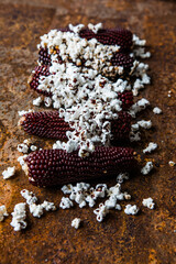 Popcorn cobs flat lay. Colored corn cobs. Organic farm bio vegetables. Autumn harvest