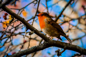 robin perched on a branch
