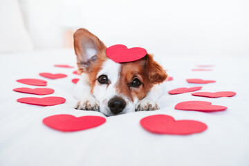 cute jack russell dog at home with red love roses and hearts, romance Valentines concept - 487423057