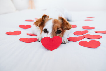 cute jack russell dog at home with red love roses and hearts, romance Valentines concept - 487423085