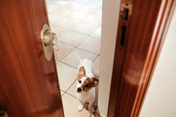home door entrance with cute jack russell dog inside. Pets at home, welcome - 487423202