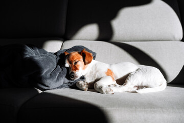 cute jack russell dog sleeping on sofa at home during sunny day. Relax indoors