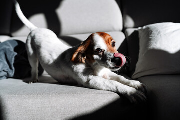 cute jack russell dog stretching on sofa at home during sunny day. Relax indoors