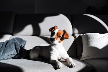 cute jack russell dog sitting on sofa at home during sunny day. Relax indoors