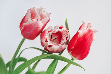 Red tulip flower on white