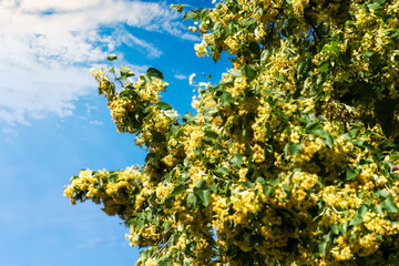 linden blossom in jun. beautiful nature background on a sunny day. branches in sunlight in front of a blue sky. plant used in medicine