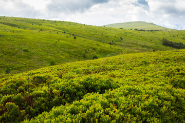 green rolling hills of mountain runa. beautiful nature landscape of carpathian mountains. cloudy summer weather