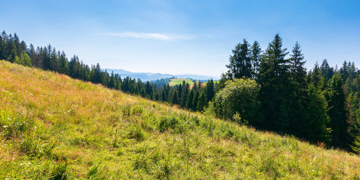 countryside summer landscape in mountains. beautiful nature scenery with forested hills and grassy hills. green outdoor environment beneath a blue sky at high noon