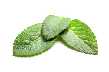 Sprig leaves of fresh mint on white background. Green peppermint for cooking and decorating dishes.