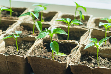 Pepper sprouts in pots on the windowsill, selective focus.