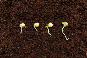 Sprouted pea sprouts on the ground, top view.