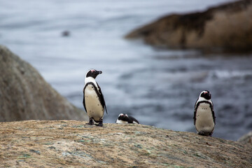 Naklejka premium Penguins on the beach in Cape Town