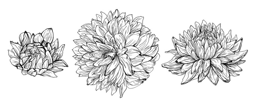 Pack de elementos florales de línea en blanco y negro, conjunto de dalias. Recurso grafico de naturaleza	