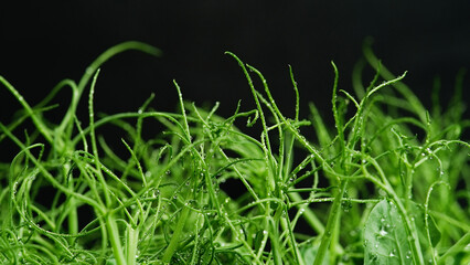 Pea Microgreens dense sprouts organic baby shoots close up   