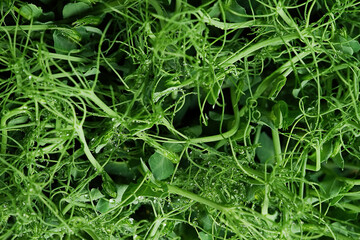 Pea Microgreens dense sprouts organic baby shoots close up   