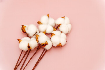 White cotton flowers on a light pink background