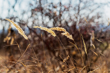 Fototapeta premium Dry grass flower in the meadow. The background is nice bokeh.