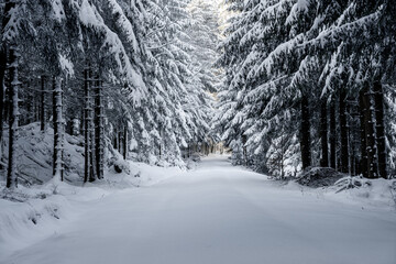 Winter path in the forest - Snowy path in the forest