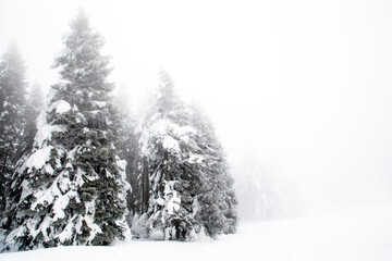 Frozen trees and foggy landscape in the forest in winter, Bolu - Turkey