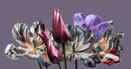 spring flowers, multicolored tulips on a light purple background, studio shot.