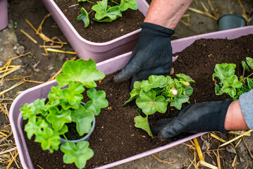 gardening. woman transplants flowers into new pots close-up on a warm spring day.