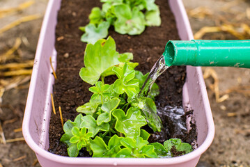 watering can watered transplanted flowers in a pot on a warm spring day.