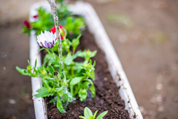 watering can watered transplanted flowers in a pot on a warm spring day.