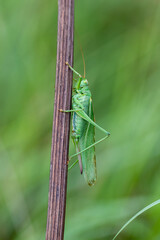 green grasshopper on a stalk