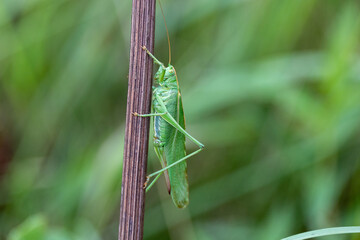 green grasshopper on a stalk