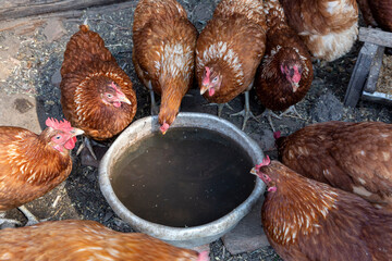 Beautiful brown hens drink water in hot summmer near wooden hen house in farmyard. Natural organic farming concept