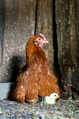 Portrait of beautiful brown hen nesting with her little newborn chicks