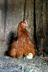 Portrait of beautiful brown hen nesting with her little newborn chicks