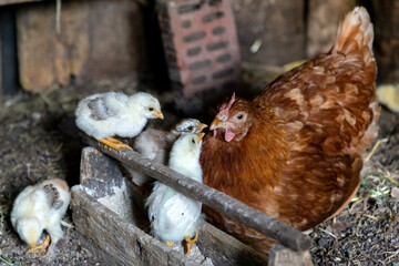 Beautiful brown hen feeding her little newborn chicks. Natural organic household  and mother care concept