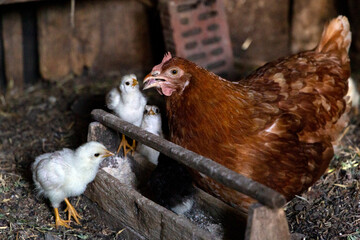 Beautiful brown hen feeding her little newborn chicks. Natural organic household  and mother care concept
