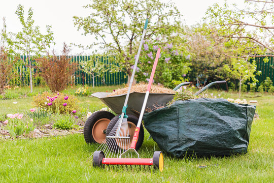 Two-wheeled wheelbarrow loaded with dethatched lawn grass and a collapsible gardening container with cut flowers; lawn rake and roller scarifying rake in the spring garden