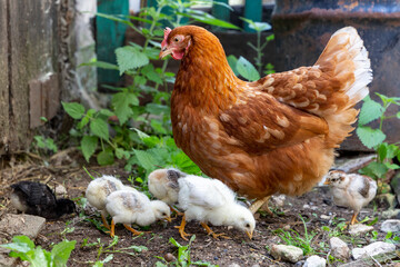 Beautiful brown hen with her little newborn chicks walking outside on the farmyard. Natural organic...