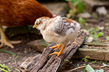 Portrait of little newborn chick walking around on the the farmyard. Natural organic household concept