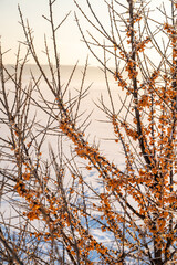 A bush with frozen sea buckthorn on the shore of a snow-covered lake on a winter day against the backdrop of sunset